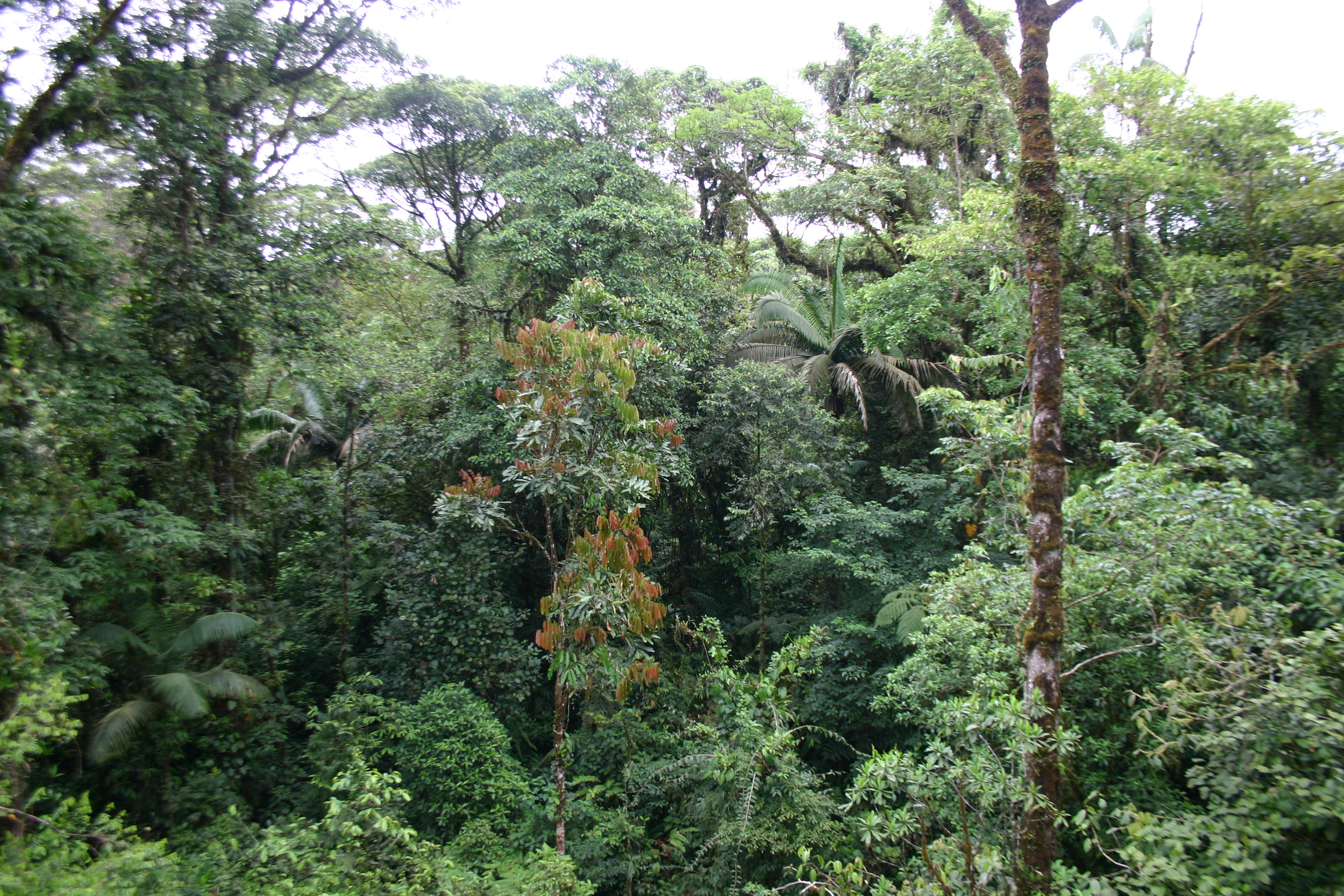 terrestrial forest